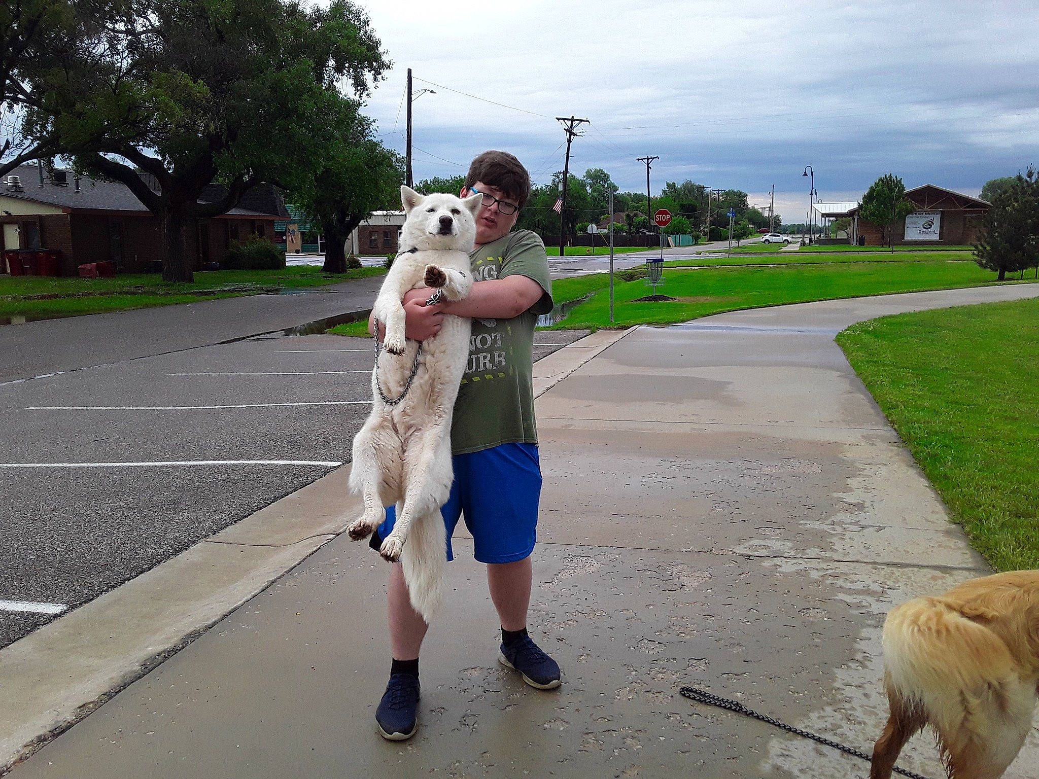 Rozie joined the competition — help win amazing prizes! canidae, carnivore, companion_dog, dog, dog_breed, dog_walking, fawn, leash, mammal, obedience_training, sporting_group, vertebrate