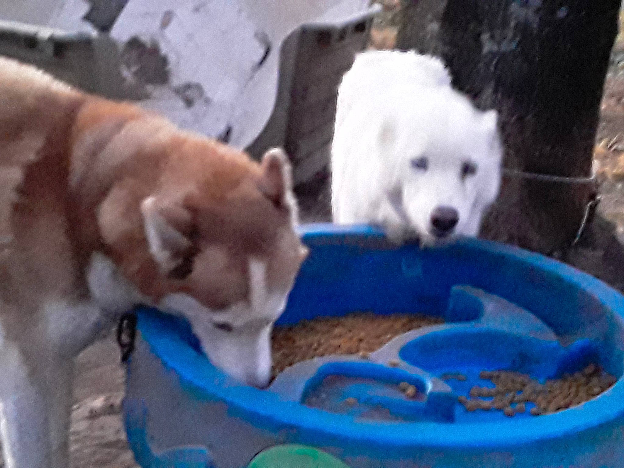 Rozie joined the competition — help win amazing prizes! akita, alaskan_malamute, berger_blanc_suisse, canadian_eskimo_dog, canidae, carnivore, dog, dog_breed, greenland_dog, kintamani, kishu, korean_jindo_dog, mammal, non_sporting_group, play, puppy, siberian_husky, vertebrate, wolfdog