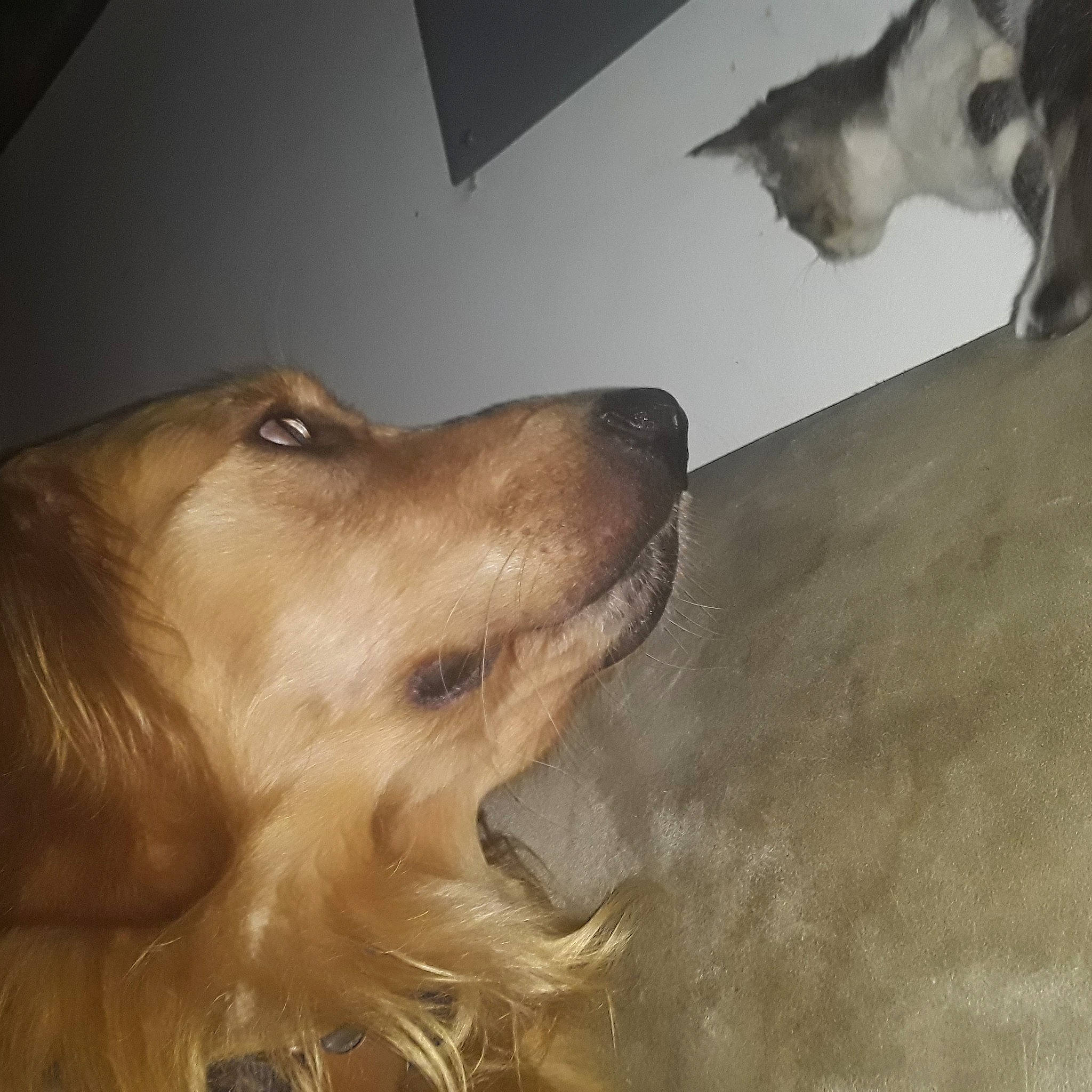 Lou joined the competition — help win amazing prizes! afghan_hound, american_cocker_spaniel, canidae, carnivore, cocker_spaniel, companion_dog, dog, dog_breed, english_cocker_spaniel, field_spaniel, golden_retriever, hovawart, irish_setter, retriever, russian_spaniel, setter, small_greek_domestic_dog, snout, sporting_group