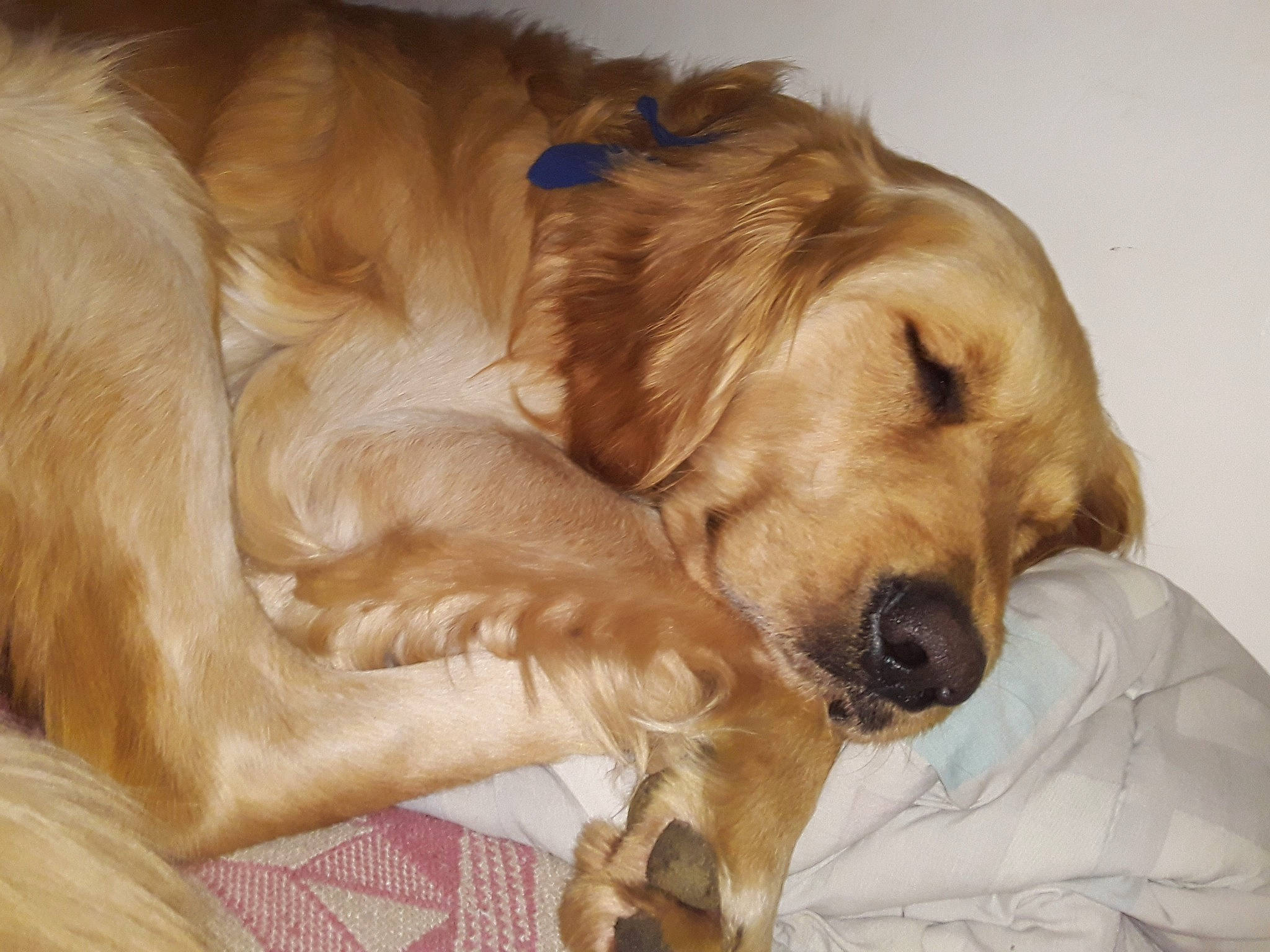 Lou joined the competition — help win amazing prizes! american_cocker_spaniel, canidae, carnivore, companion_dog, dog, dog_breed, fawn, fur, golden_retriever, hovawart, mammal, nap, puppy, puppy_love, rare_breed_dog, retriever, snout, spaniel, sporting_group, vertebrate