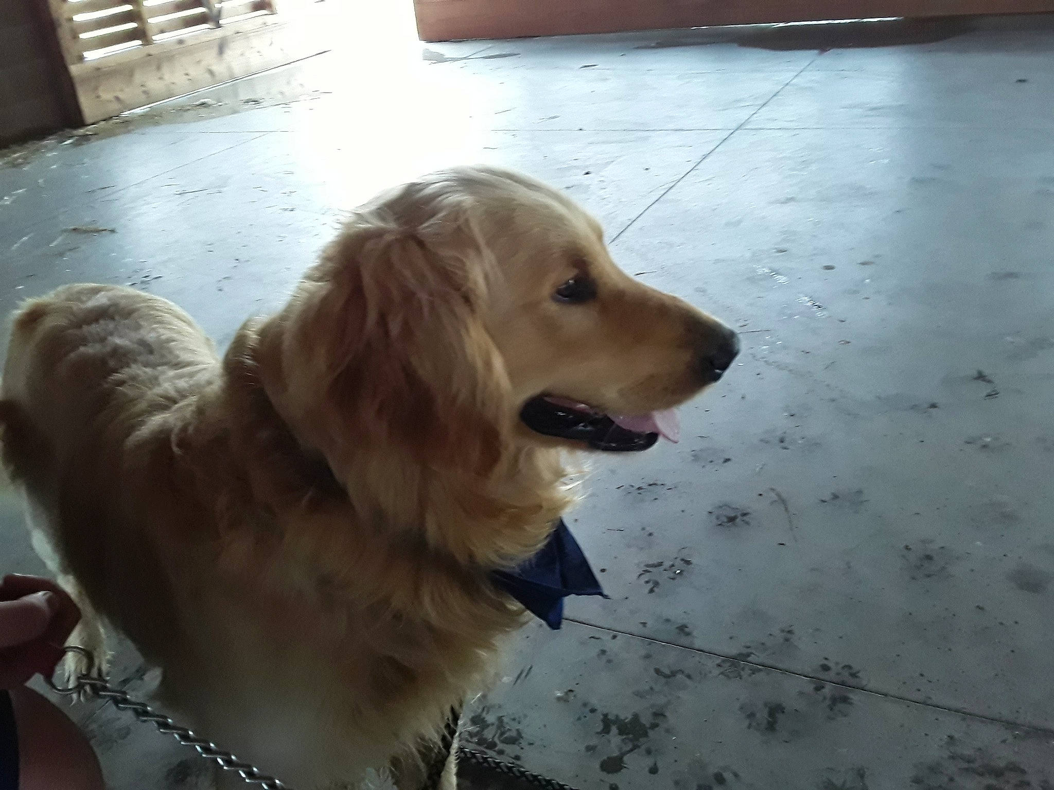 Lou joined the competition — help win amazing prizes! canidae, carnivore, companion_dog, dog, dog_breed, fawn, golden_retriever, hovawart, mammal, nova_scotia_duck_tolling_retriever, retriever, small_greek_domestic_dog, snout, sporting_group, vertebrate