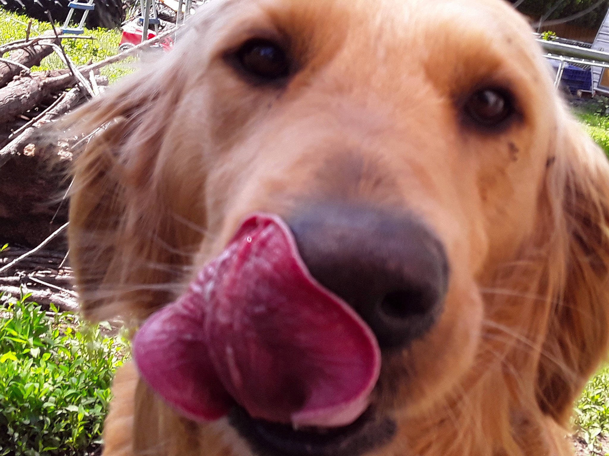 Lou is registered to the contest to win money with this photo: canidae, carnivore, cocker_spaniel, companion_dog, dog, dog_breed, english_cocker_spaniel, golden_retriever, mammal, nose, rare_breed_dog, retriever, snout, spaniel, sporting_group, tongue, vertebrate, whiskers