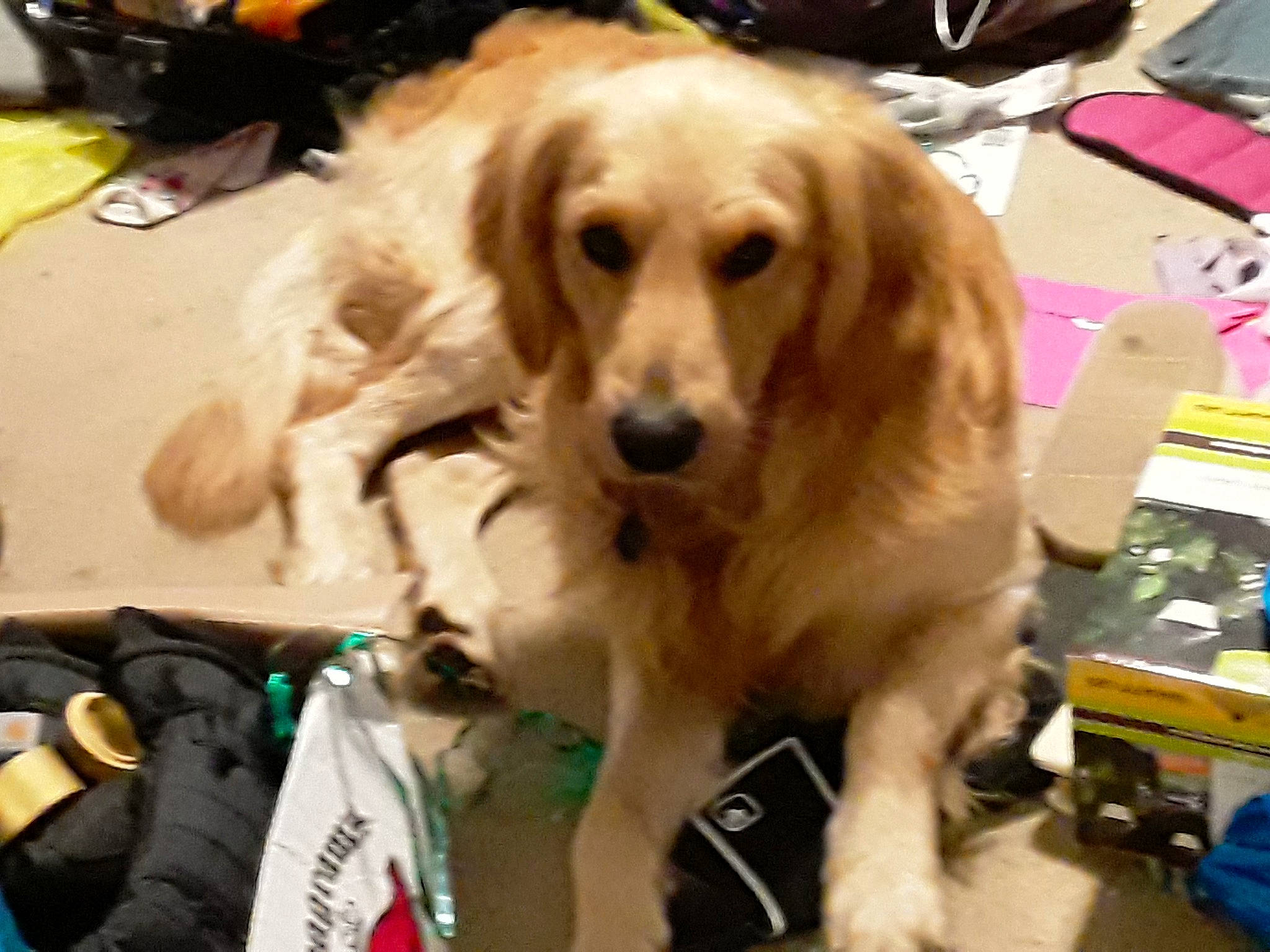 Lou joined the competition — help win amazing prizes! canidae, carnivore, companion_dog, dog, dog_breed, fawn, golden_retriever, mammal, rare_breed_dog, retriever, small_greek_domestic_dog, snout, sporting_group, vertebrate