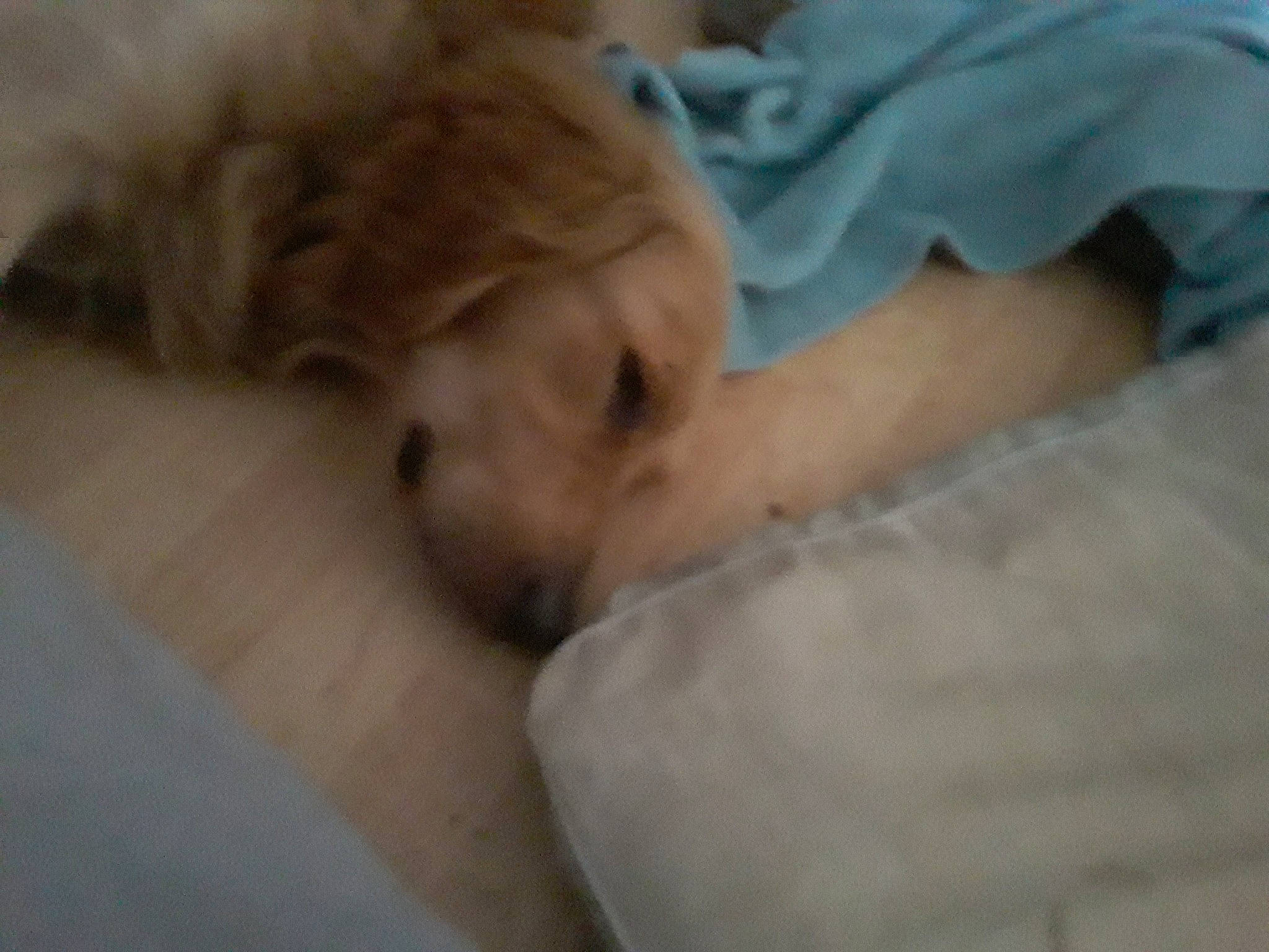 Lou is registered to the contest to win money with this photo: canidae, carnivore, cockapoo, companion_dog, dog, dog_breed, goldendoodle, mammal, miniature_poodle, non_sporting_group, poodle, poodle_crossbreed, puppy, schnoodle, snout, sporting_group, vertebrate