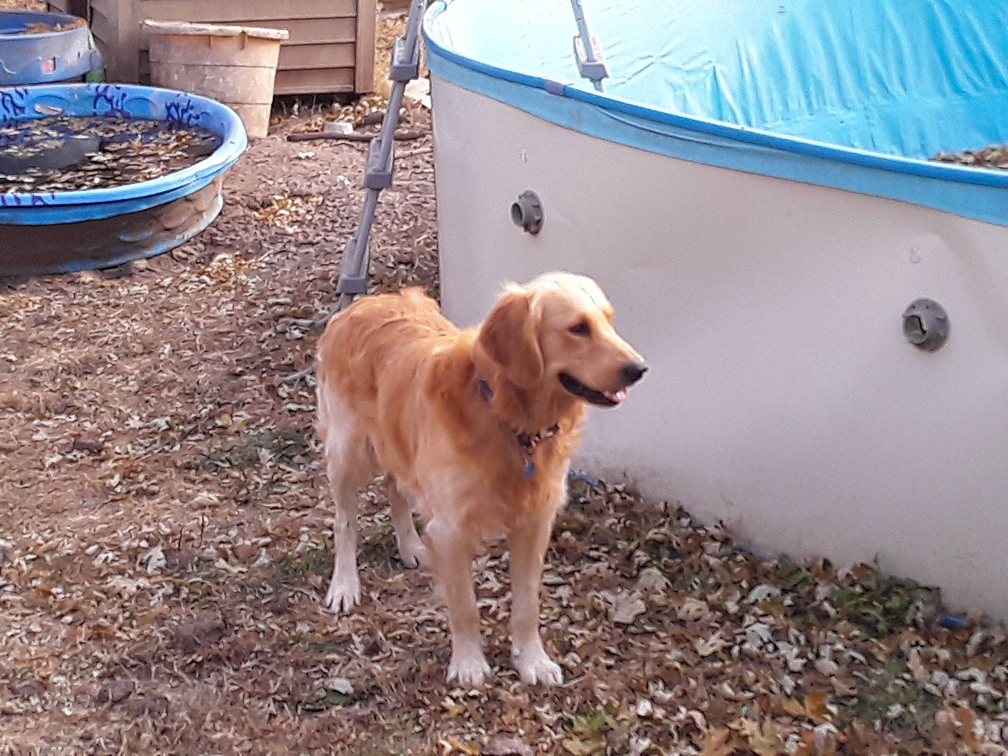 Lou joined the competition — help win amazing prizes! canidae, carnivore, dog, dog_breed, fawn, golden_retriever, labrador_retriever, mammal, retriever, sporting_group, tree