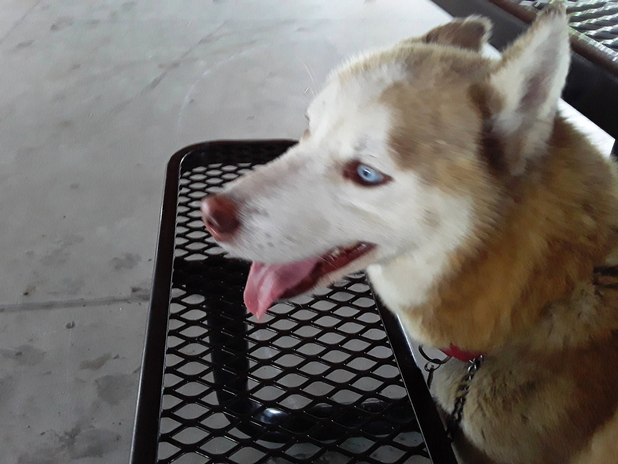 Milho is registered to the contest to win money with this photo: canaan_dog, canadian_eskimo_dog, canidae, carnivore, dog, dog_breed, greenland_dog, korean_jindo_dog, labrador_husky, mammal, rare_breed_dog, saarloos_wolfdog, sakhalin_husky, seppala_siberian_sleddog, siberian_husky, sled_dog, snout, tamaskan_dog, vertebrate, wolfdog