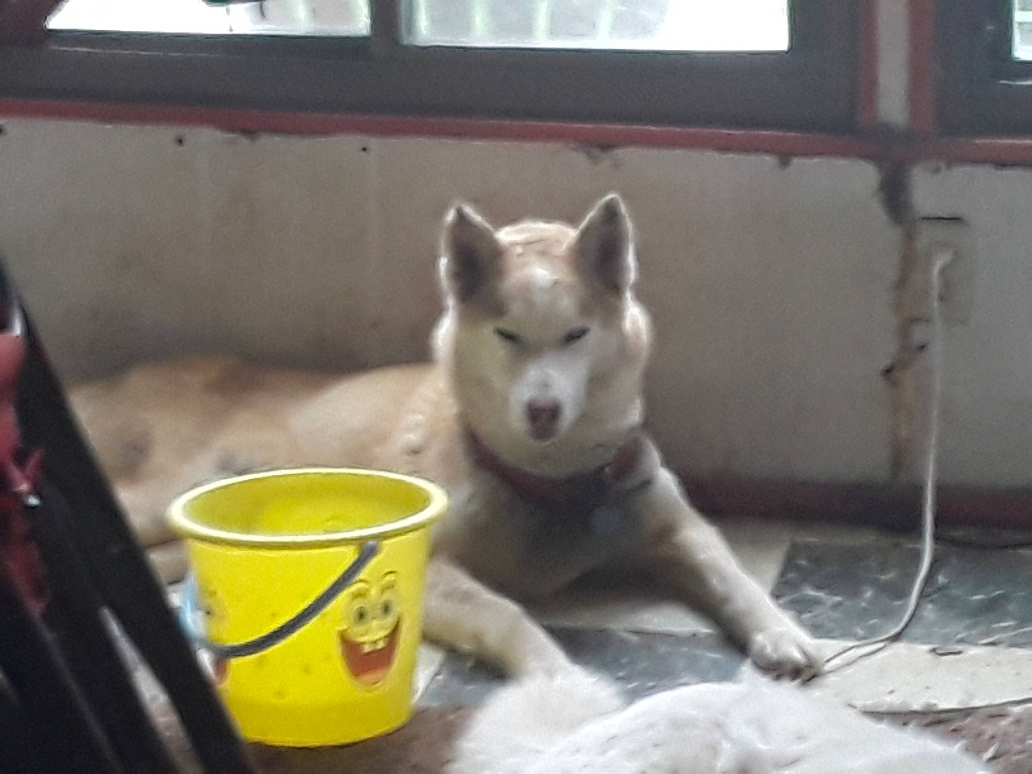 Milho is registered to the contest to win money with this photo: canaan_dog, canidae, canis, carnivore, dog, dog_breed, greenland_dog, hokkaido, kishu, korean_jindo_dog, labrador_husky, mammal, northern_inuit_dog, pungsan_dog, sakhalin_husky, shikoku, siberian_husky, tamaskan_dog, vertebrate, wolfdog