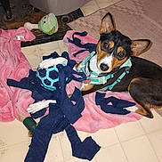 Hadassah is registered to the contest to win money with this photo: ball, black_tan_white, blanket, chewed_toy, cozy, curious, dog, ears_up, floor, harness, humidifier, indoor, leash, looking_at_camera, pet, pink_blanket, playtime, rug, tile, toy