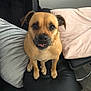 animal, black_couch, canine, companion, couch, cute, dog, expression, friendly, fur, home, indoor, living_room, looking_up, pet, pillows, sitting, small_dog, tan_dog, tongue_out