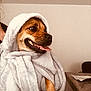 dog, towel, indoor, pet, happy, tongue_out, wrapped, cozy, brown_dog, table, household, fur, cute, animal, smiling, relaxed, paw, blanket, snug, portrait