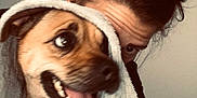 Scoot is registered to the contest to win money with this photo: dog, person, blanket, tongue_out, happy, cozy, indoor, brown_hair, wrapped, playful, face, pet, smiling, fur, human, home, cute, tongue, closeup, affection