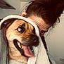 dog, person, blanket, tongue_out, happy, cozy, indoor, brown_hair, wrapped, playful, face, pet, smiling, fur, human, home, cute, tongue, closeup, affection