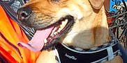 Scoot joined the competition — help win amazing prizes! animal, brick_wall, companion, daylight, dog, door, happy, harness, holding, jacket, metal_fence, orange_clothing, outdoor, person, pet, residential, smiling, sunlight, tongue_out, window