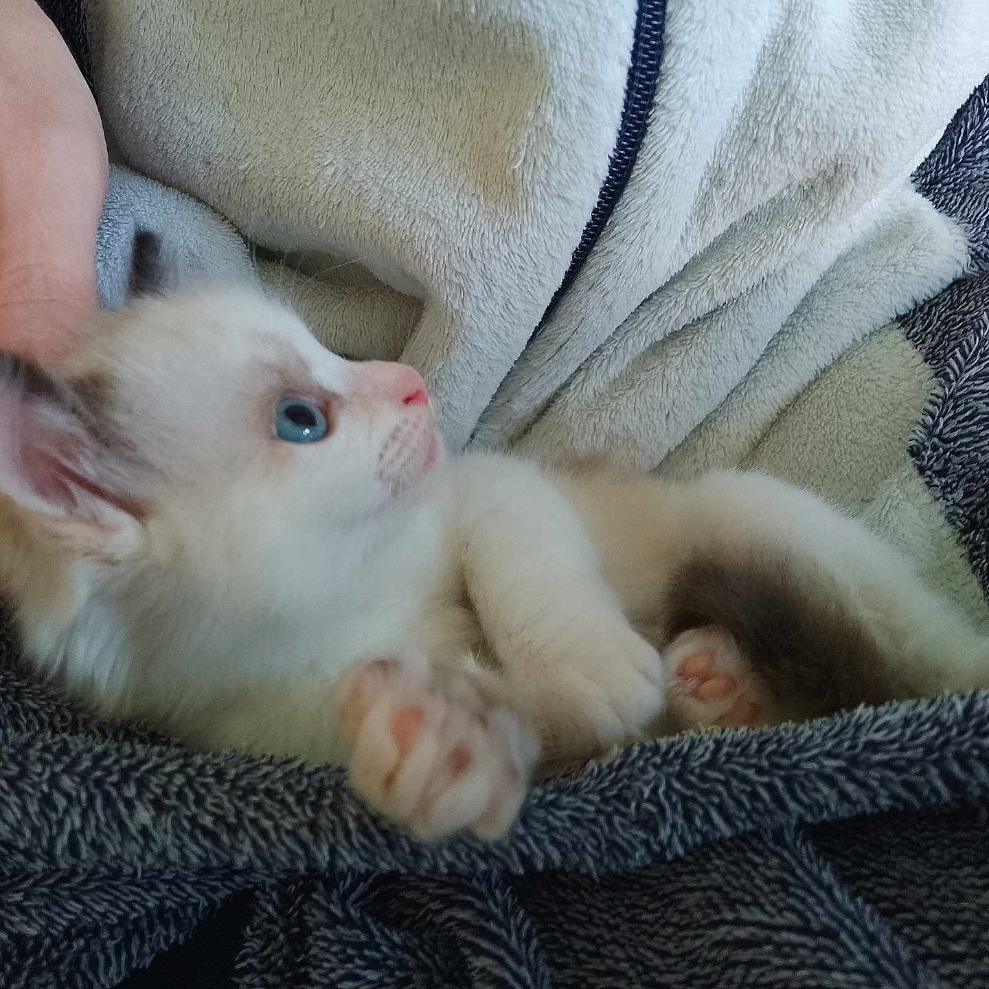 Yumi a rejoint le concours — aidez-le/la à gagner de superbes lots ! abyssinian, animal, blanket, bodypart, canine, cat, dog, finger, hand, kitten, manx, person, pet, quilt, siamese, towel