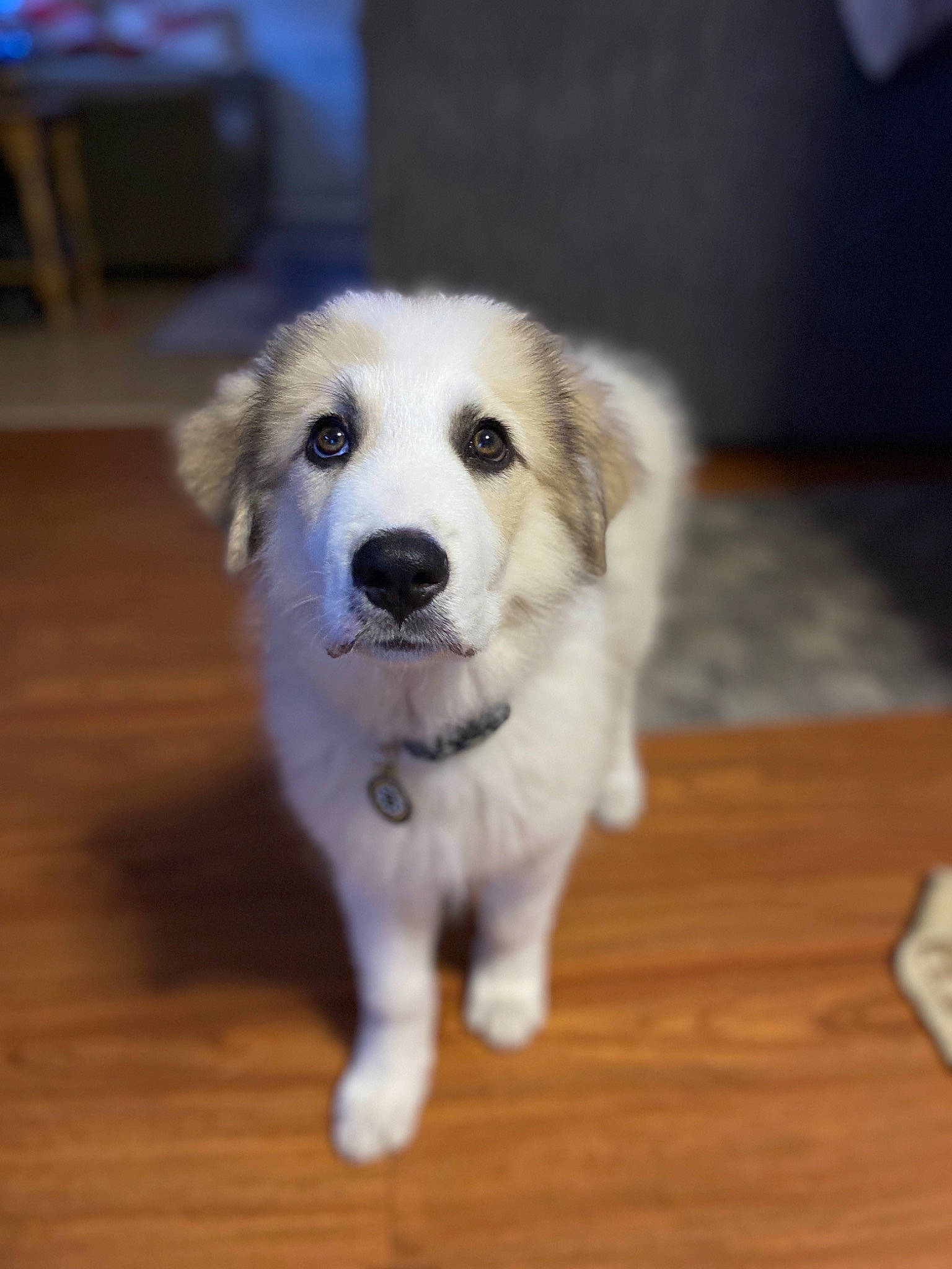 Boomer is registered to the contest to win money with this photo: canidae, carnivore, companion_dog, dog, dog_breed, fawn, floor, flooring, fur, hardwood, plank, puppy, snout, sporting_group, varnish, whiskers, wood, wood_flooring, wood_stain, working_dog