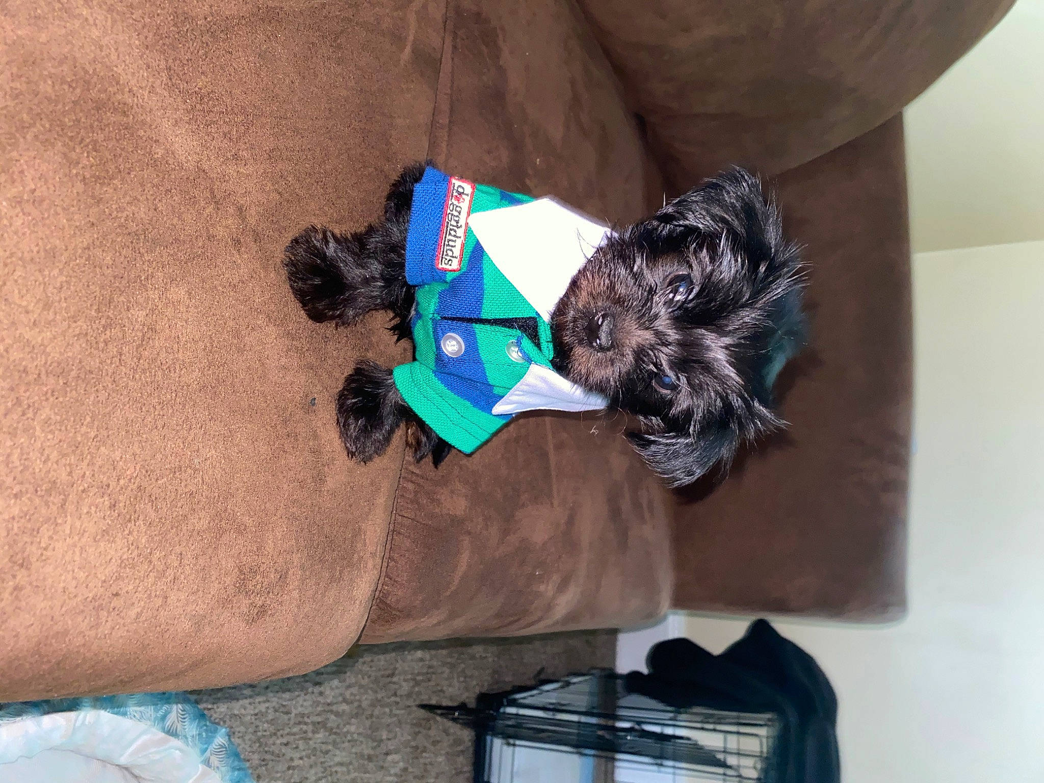 Romeo joined the competition — help win amazing prizes! cairn_terrier, canidae, carnivore, companion_dog, dog, dog_breed, dog_clothes, miniature_schnauzer, puppy, schnauzer, shih_tzu, sporting_group, terrier, toy_dog