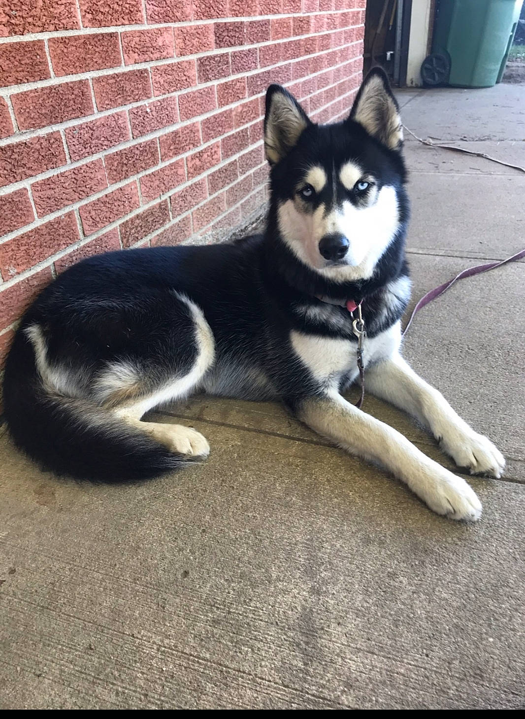 Le-da is registered to the contest to win money with this photo: alaskan_klee_kai, alaskan_malamute, canidae, carnivore, dog, dog_breed, labrador_husky, lapponian_herder, mammal, miniature_siberian_husky, native_american_indian_dog, rare_breed_dog, sakhalin_husky, seppala_siberian_sleddog, siberian_husky, sled_dog, snout, tail, vertebrate, wolfdog