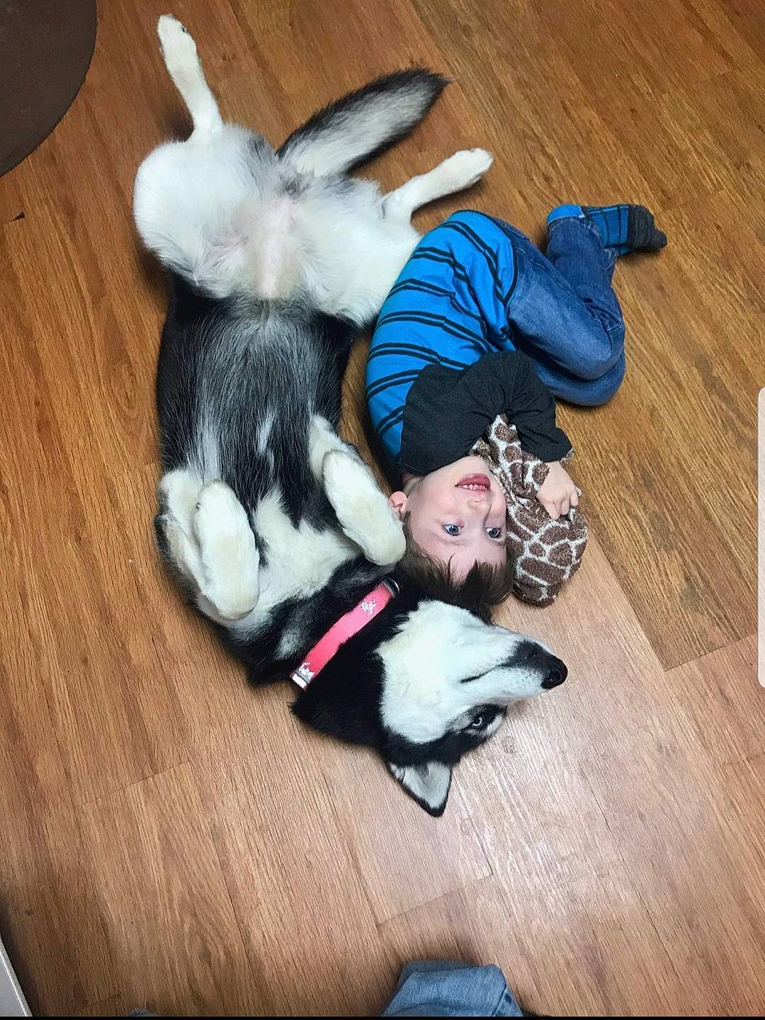 Le-da joined the competition — help win amazing prizes! canidae, carnivore, companion_dog, dog, dog_breed, play, puppy, puppy_love, sporting_group, tail