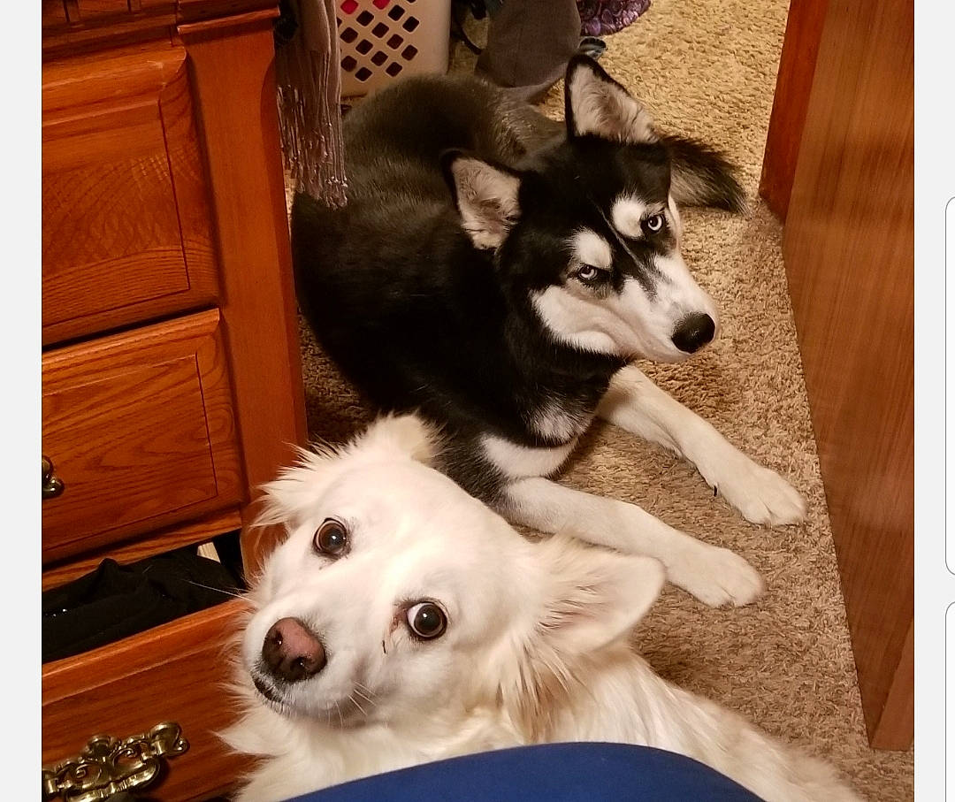 Le-da joined the competition — help win amazing prizes! alaskan_klee_kai, alaskan_malamute, canadian_eskimo_dog, canidae, carnivore, companion_dog, dog, dog_breed, mammal, miniature_siberian_husky, nose, rare_breed_dog, sakhalin_husky, seppala_siberian_sleddog, siberian_husky, sled_dog, snout, sporting_group, vertebrate, working_dog