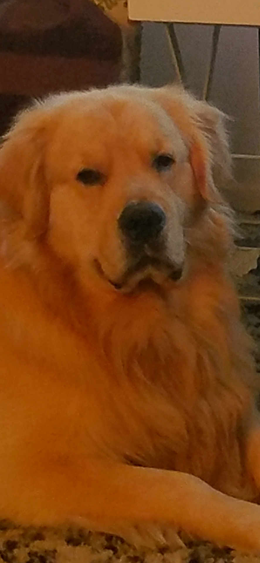 Spencer joined the competition — help win amazing prizes! dog, golden_retriever, pet, animal, fur, carpet, indoor, resting, canine, mammal, domestic_animal, laying_down, close_up, portrait, cute, fluffy, relaxed, friendly, companion, household