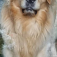 Spencer joined the competition — help win amazing prizes! dog, golden_retriever, pet, animal, fur, portrait, close_up, front_view, indoor, waiting, reflection, glass, paw, canine, cute, friendly, fluffy, mammal, domestic_animal, companion