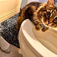 Mavi is registered to the contest to win money with this photo: cat, tabby_cat, toilet, bathroom, floor, rug, human_leg, sock, curious, indoor, pet, fur, whiskers, closeup, eyes, white, tile, blue, brown, feline