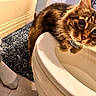 cat, tabby_cat, toilet, bathroom, floor, rug, human_leg, sock, curious, indoor, pet, fur, whiskers, closeup, eyes, white, tile, blue, brown, feline