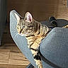 animal, cat, chair, cozy, domestic_cat, ears, furniture, gray_chair, house_pet, indoor, looking_away, paw, pet, relaxed, stretching, striped_fur, sunlight, tabby_cat, whiskers, wood_floor