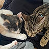 animals, calico_cat, cat, closeup, clothing, collar, cozy, cute, fabric, fur, indoor, nap, paw, pets, resting, sleeping, tabby_cat, two_cats, whiskers, wood_floor