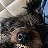Maya a rejoint le concours — aidez-le/la à gagner de superbes lots ! animal, black_fur, brown_fur, canine, closeup, cozy, cute, dog, fur, indoor, lying_down, muzzle, nose, pet, relaxed, resting, sleepy, smiling, teeth, whiskers
