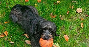Maya a rejoint le concours — aidez-le/la à gagner de superbes lots ! animal, autumn_leaves, basketball, black_dog, canine, dog, fall, fur, grass, grass_field, grass_patch, laying_down, leaf, nature, outdoor, pet, playful, recreation, sport, toy