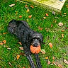 animal, autumn_leaves, basketball, black_dog, canine, dog, fall, fur, grass, grass_field, grass_patch, laying_down, leaf, nature, outdoor, pet, playful, recreation, sport, toy
