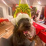 Maya participe au concours pour gagner de l'argent avec cette photo : celebration, chair, christmas, curtains, dog, grinch, happy, hat, holiday, indoor, party, person, plant, red_tablecloth, santa_hat, shelf, smile, table, window, wooden_floor
