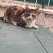 Bella participe au concours pour gagner de l'argent avec cette photo : cat, calico_cat, animal, pet, feline, resting, outdoor, green_surface, wall, fence, metal_fence, netting, urban, looking, curious, calm, fur, ears, whiskers, paws
