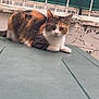 cat, calico_cat, animal, pet, feline, resting, outdoor, green_surface, wall, fence, metal_fence, netting, urban, looking, curious, calm, fur, ears, whiskers, paws
