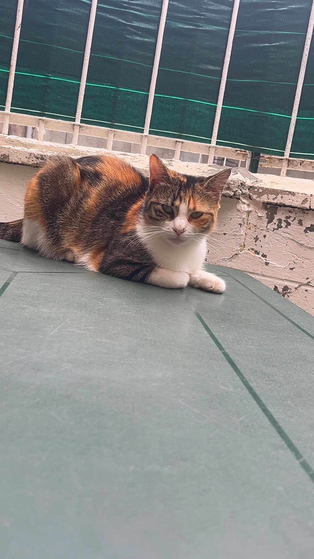 Bella