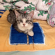 Eden a rejoint le concours — aidez-le/la à gagner de superbes lots ! animal, bed, blanket, cat, cozy, cute, domestic, ears, fur, indoor, kitten, looking, mammal, paws, pet, resting, sleepy, tabby, whiskers, young