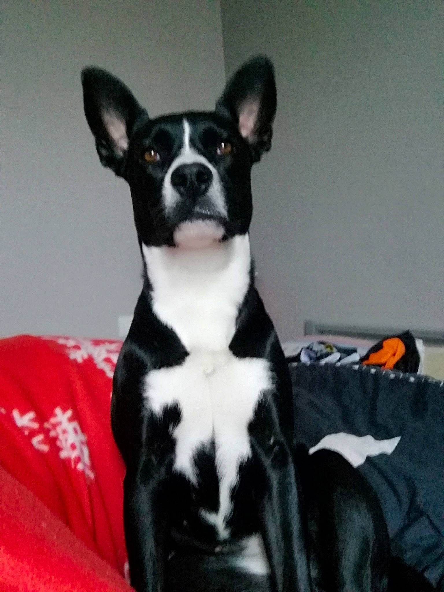 Beffy participe au concours pour gagner de l'argent avec cette photo : borador, boston_terrier, canidae, carnivore, comfort, companion_dog, dog, dog_breed, fawn, fur, guard_dog, non_sporting_group, snout, sporting_group, tail, terrestrial_animal, toy_dog, whiskers, working_animal, working_dog