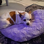 Maggie joined the competition — help win amazing prizes! animal, carpet, chihuahua, comfort, cozy, cute, dog, ears, face, floor, fur, home, indoor, lamp, pet, plush_cushion, purple, relaxing, resting, small_dog