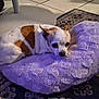 animal, carpet, chihuahua, comfort, cozy, cute, dog, ears, face, floor, fur, home, indoor, lamp, pet, plush_cushion, purple, relaxing, resting, small_dog