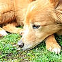 Lili participe au concours pour gagner de l'argent avec cette photo : animal, calm, canine, closeup, daylight, dog, ears, fur, golden_fur, grass, greenery, lying_down, muzzle, nature, outdoor, paw, peaceful, pet, resting, snout