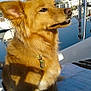 dog, golden_fur, pet, boat, marina, water, towel, outdoor, sunny, calm, canine, animal, dock, leash, collar, reflection, sky, daytime, dockside, relaxed