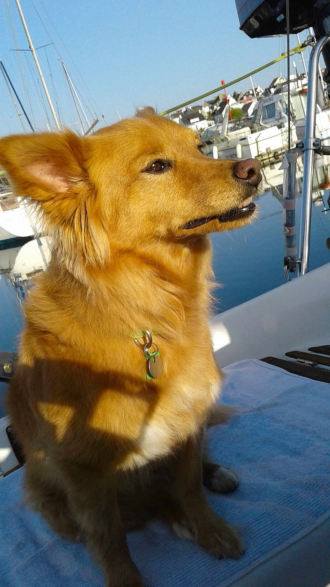 Lili participe au concours pour gagner de l'argent avec cette photo : dog, golden_fur, pet, boat, marina, water, towel, outdoor, sunny, calm, canine, animal, dock, leash, collar, reflection, sky, daytime, dockside, relaxed