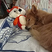 Lili participe au concours pour gagner de l'argent avec cette photo : animal, bed, blanket, brown, comfort, cozy, cute, dog, domestic, fox_toy, furniture, indoor, pattern, pet, plush, relaxing, resting, sleeping, soft, stuffed_animal