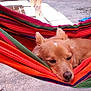 Lili participe au concours pour gagner de l'argent avec cette photo : animal, calm, canine, closeup, colorful, cute, daytime, dog, ears, fabric, fur, hammock, nose, outdoor, pet, relaxed, resting, sleepy, sunlight, texture