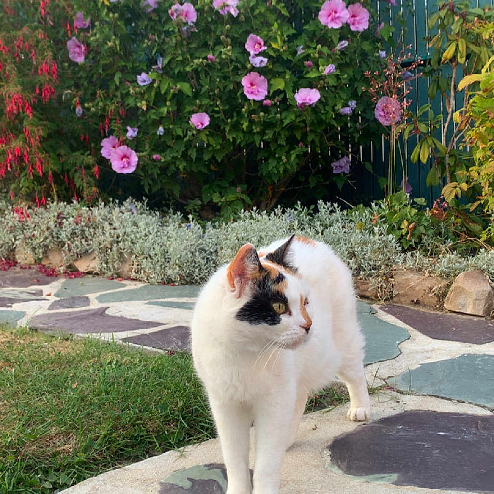 Caramel a rejoint le concours — aidez-le/la à gagner de superbes lots ! animal, calico, cat, curious, daylight, feline, flower, garden, grass, greenery, leaf, nature, outdoor, pet, pink_flower, plant, shrub, stone_path, sunlight, walking