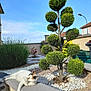 cat, calico, garden, tree, topiary, stone_ledge, white_pebbles, green_foliage, outdoor, sunny, shrub, landscape, blue_sky, plant, relaxing_cat, nature, daylight, residential, bush, pet