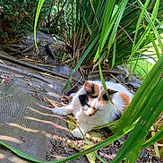 Caramel participe au concours pour gagner de l'argent avec cette photo : cat, calico, animal, pet, outdoor, garden, plants, greenery, leaves, sunlight, nature, relaxed, fur, whiskers, resting, closeup, daylight, flora, natural, peaceful