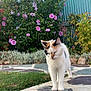 Caramel a rejoint le concours — aidez-le/la à gagner de superbes lots ! cat, calico_cat, outdoor, garden, flowers, greenery, stone_path, grass, pet, animal, nature, sunlight, peaceful, plant, shrub, pink_flowers, fence, daytime, closeup, walking