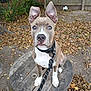 dog, puppy, leash, collar, wooden_spool, fence, fallen_leaves, soccer_ball, backyard, ears_up, attentive, sitting, brown_coat, white_chest, portrait, pet, outdoor, autumn, dirt_ground, chain_link_fence